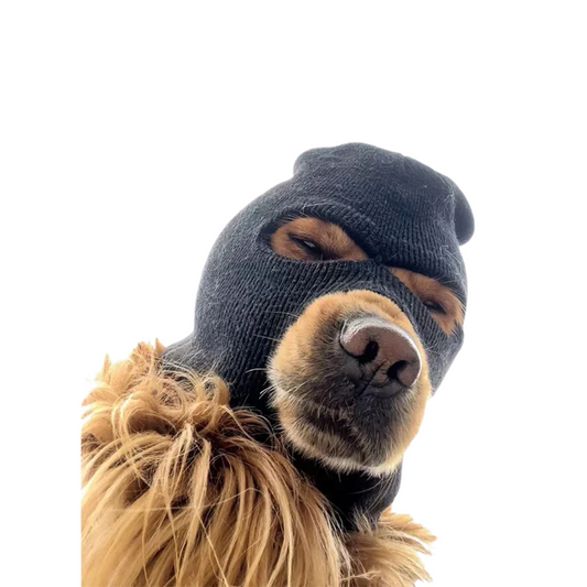 THIEF DOG COSTUME